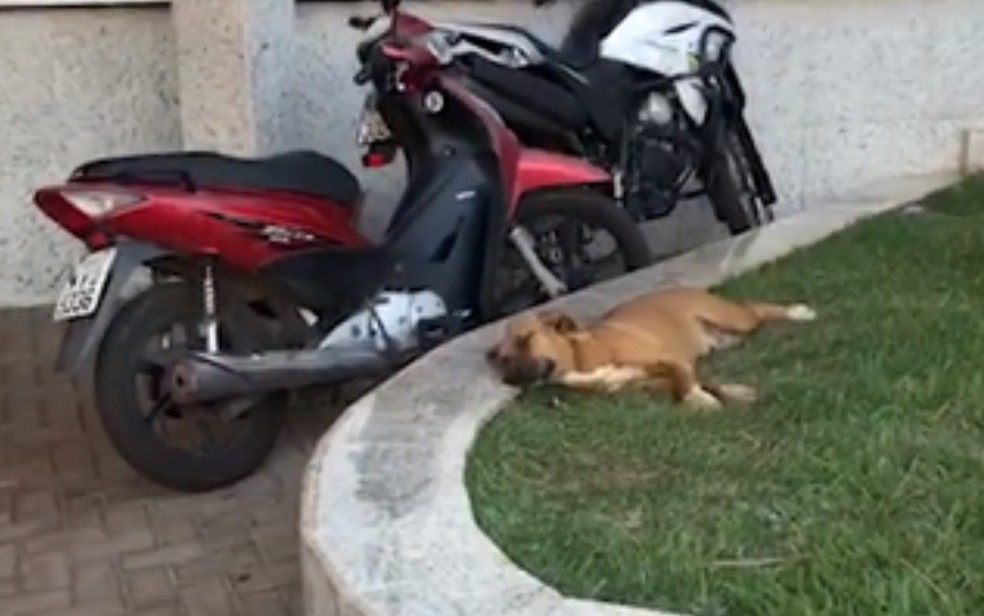 Cadela ficou conhecida após ter ficado mais de um mês na porta de um hospital à espera do antigo dono, que morreu com Covid-19.