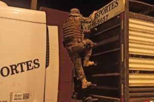 Nesta quinta-feira (29), policiais militares conseguiram recuperar uma caminhonete, 111 cabeças de gado roubadas de uma mesma Presos suspeitos de roubar gado e fazer família refém em Sancrelândia