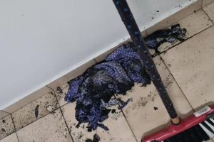 ma mulher é suspeita de colocar fogo no corpo da namorada enquanto ela dormia em Aparecida. O crime aconteceu após a investigada descobrir supostas traiçõe - Mulher é suspeita de atear fogo na namorada por ciúmes em Aparecida