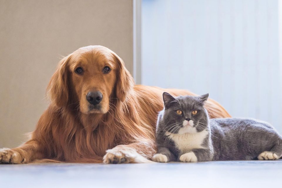 Rússia produz primeiro lote de vacina contra Covid-19 para animais