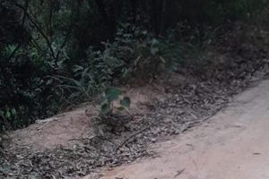 Cabeça humana é encontrada dentro de sacola em ponto de ônibus