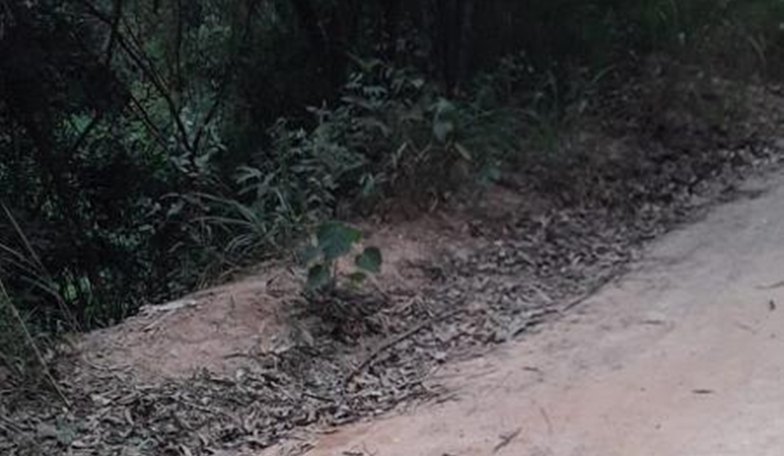 Cabeça humana é encontrada dentro de sacola em ponto de ônibus