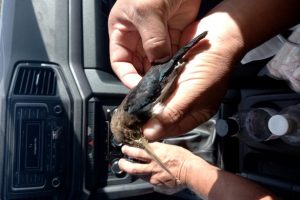 Jovem tem garganta perfurada por pássaro e percorre 9 km por ajuda, em MT