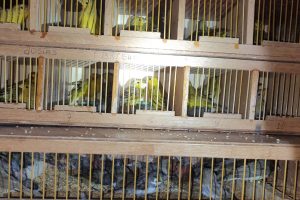 Suspeito foge após sinal de parada, mas é preso com mil pássaros silvestres