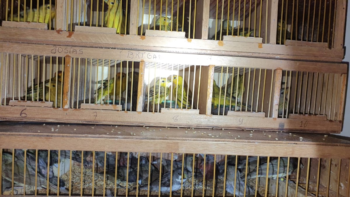 Suspeito foge após sinal de parada, mas é preso com mil pássaros silvestres