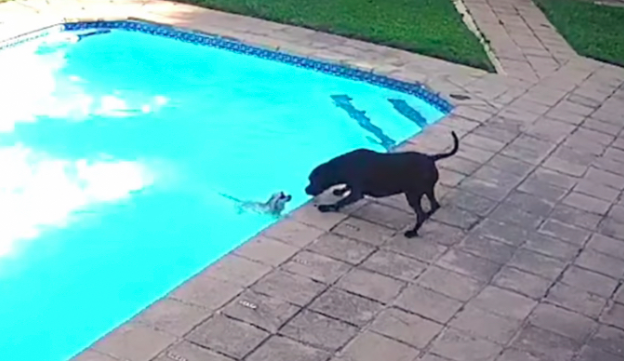 Jessie e o pequeno Chucky (Foto: Reprodução)