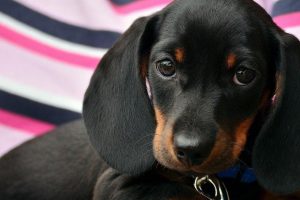 Em Anápolis, venda mal resolvida de cachorra termina com homem espancado