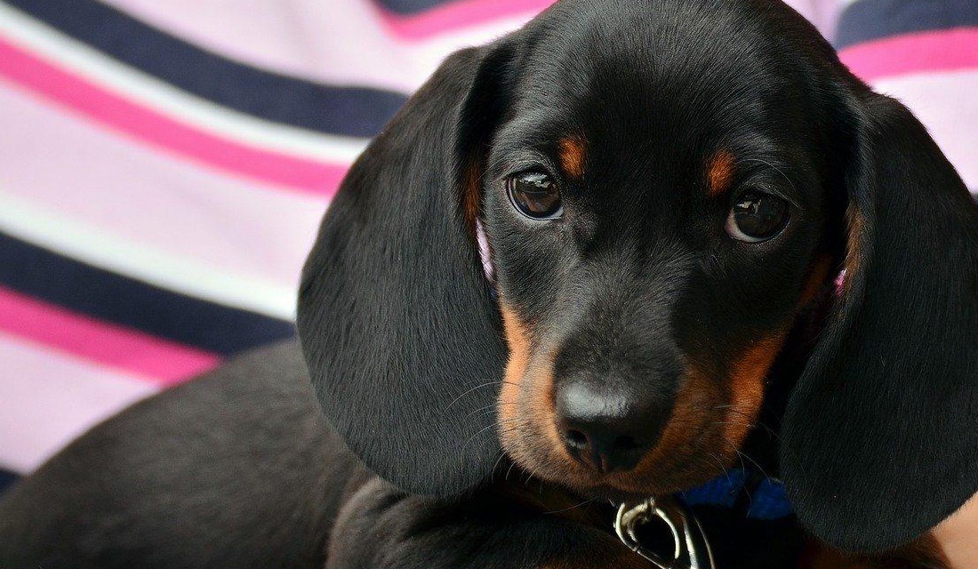 Em Anápolis, venda mal resolvida de cachorra termina com homem espancado