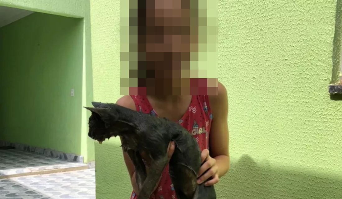 Em Anápolis, bombeiros quebram calçada para resgatar gato preso em cano