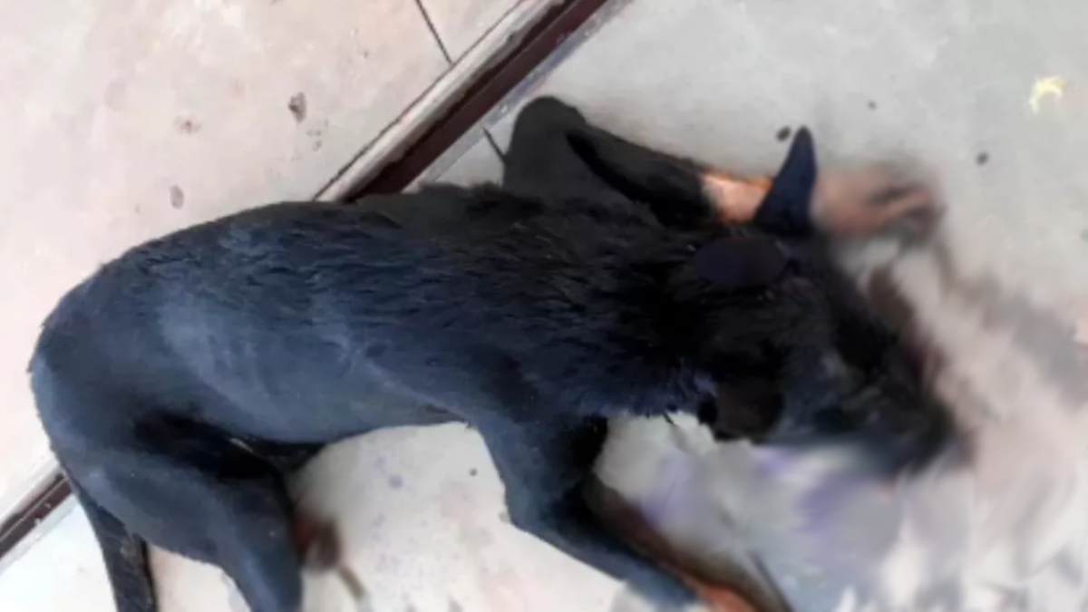 Veterinário resgata cão baleado e espancado em rua de Carmo do Rio Verde