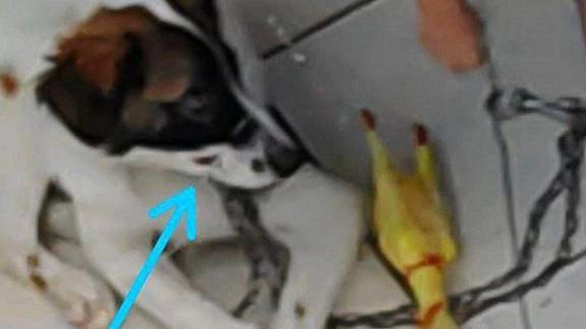 Amordaçado com arame para não latir, cão é resgatado em casa, em Goiânia