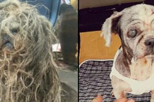 Cadela abandonada passa por transformação e ganha novo lar na Tailândia