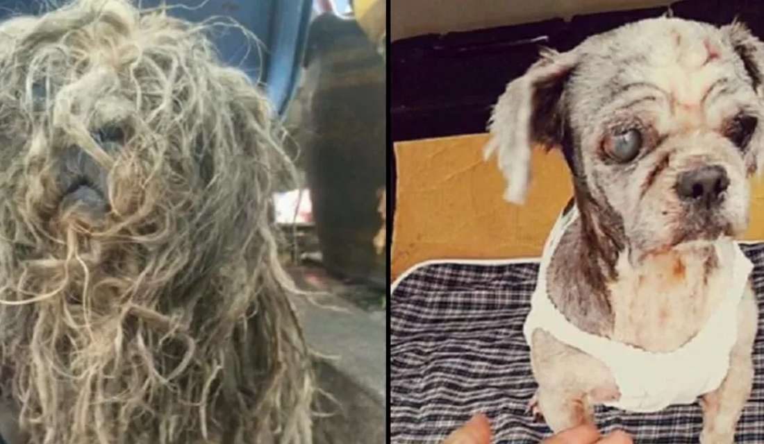 Cadela abandonada passa por transformação e ganha novo lar na Tailândia