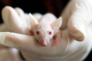 Projeto proíbe testes em animais para desenvolvimento de produtos