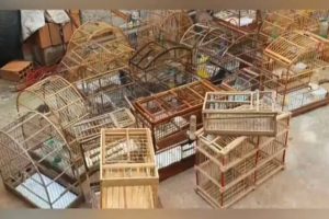 Preso suspeito de manter pássaros silvestres em cativeiro em Cidade Ocidental