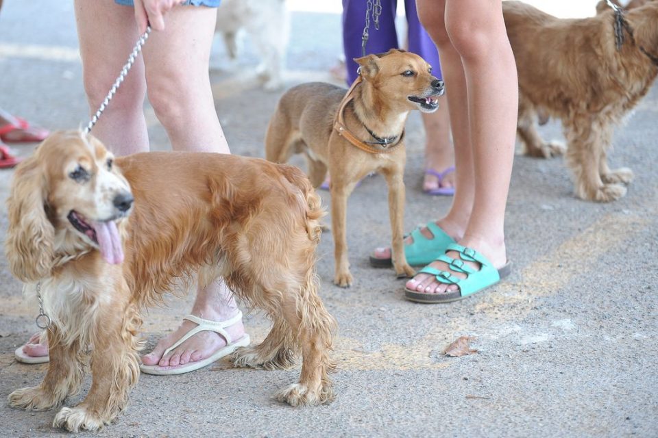 Fiocruz identifica cão e gato com anticorpos contra novo coronavírus