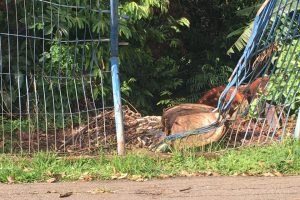 Grade depredada no Parque Tamanduá favorece degradação de mata interna (Foto: Arquivo Pessoal)