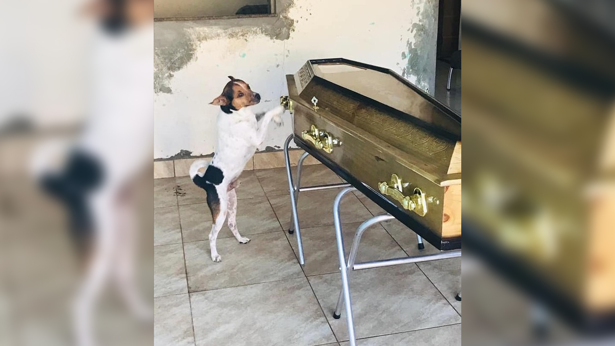 Cachorro chora e fica ao lado do caixão de dona durante velório em Camaçari (BA)