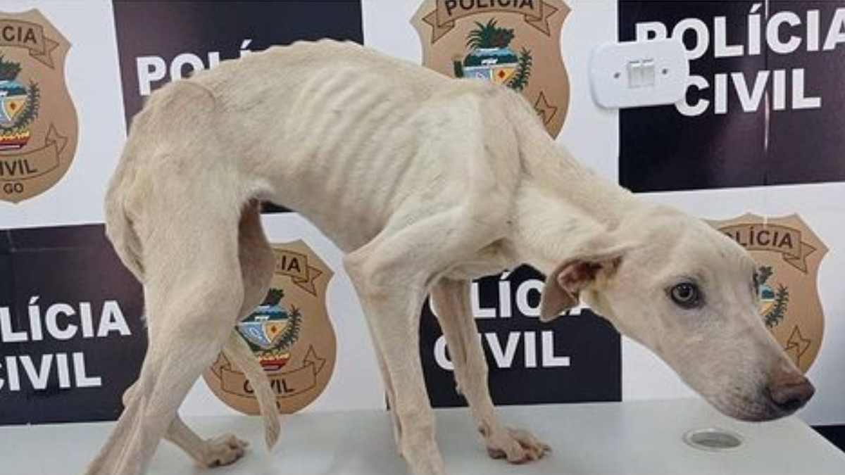 Uma equipe encaminhou o animal até uma clínica veterinária