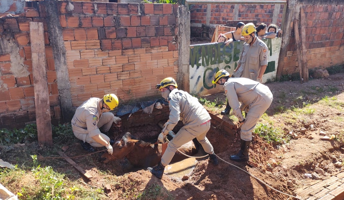 Em Anápolis, bombeiros resgatam cavalo que caiu em fossa