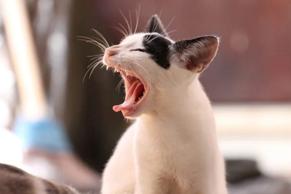 23% dos brasileiros que adotam gatos encontram eles nas ruas, segundo pesquisa. Dia Mundial do Gato: cinco curiosidades sobre felinos