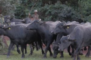 Em Cavalcante, Kalungas barram búfalos em fazenda dentro do sítio histórico
