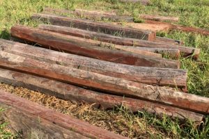 No local, árvores nativas do cerrado, como aroeiras e angicos, ambas árvores consideradas medicinais, haviam sido cortadas.