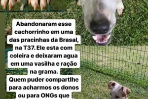 Cachorro abandonado no Setor Bueno (Foto: Divulgação)