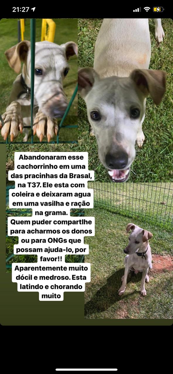 Cachorro abandonado no Setor Bueno (Foto: Divulgação)