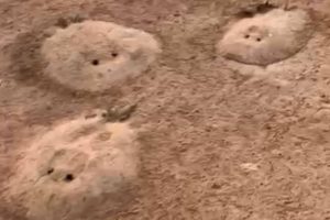 Arraias mortas em Rio Araguaia teriam sido vítimas de agrotóxicos de plantação (Foto: Reprodução/ Arquivo pessoal)