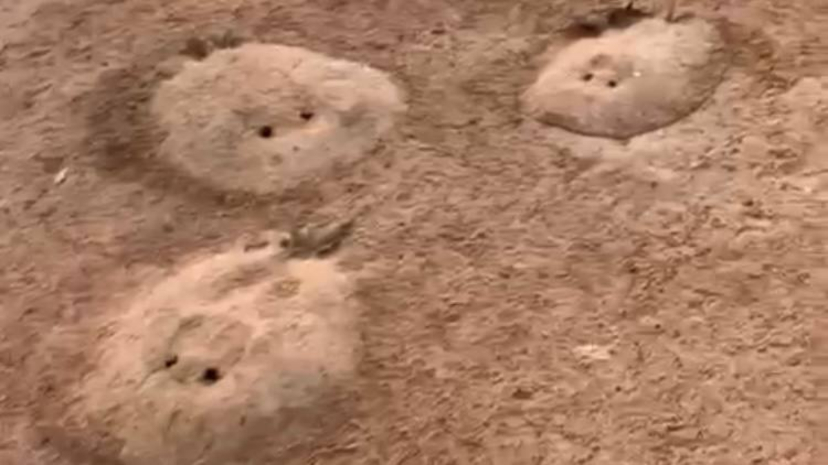 Arraias mortas em Rio Araguaia teriam sido vítimas de agrotóxicos de plantação (Foto: Reprodução/ Arquivo pessoal)