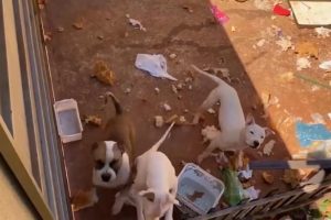 Imóvel em que os animais foram abandonados (Foto: Reprodução)