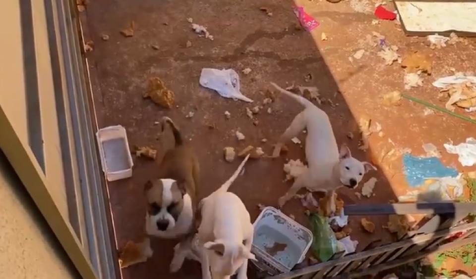 Imóvel em que os animais foram abandonados (Foto: Reprodução)