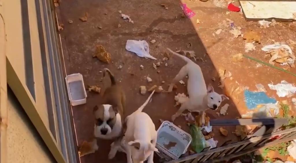 Imóvel em que os animais foram abandonados (Foto: Reprodução)