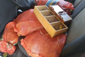 Aves silvestres eram transportadas em gaiolas e sacos de batata (Foto: PRF)