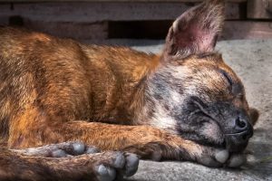 Cachorro abandonado no Setor Bueno (Vídeo: Divulgação)