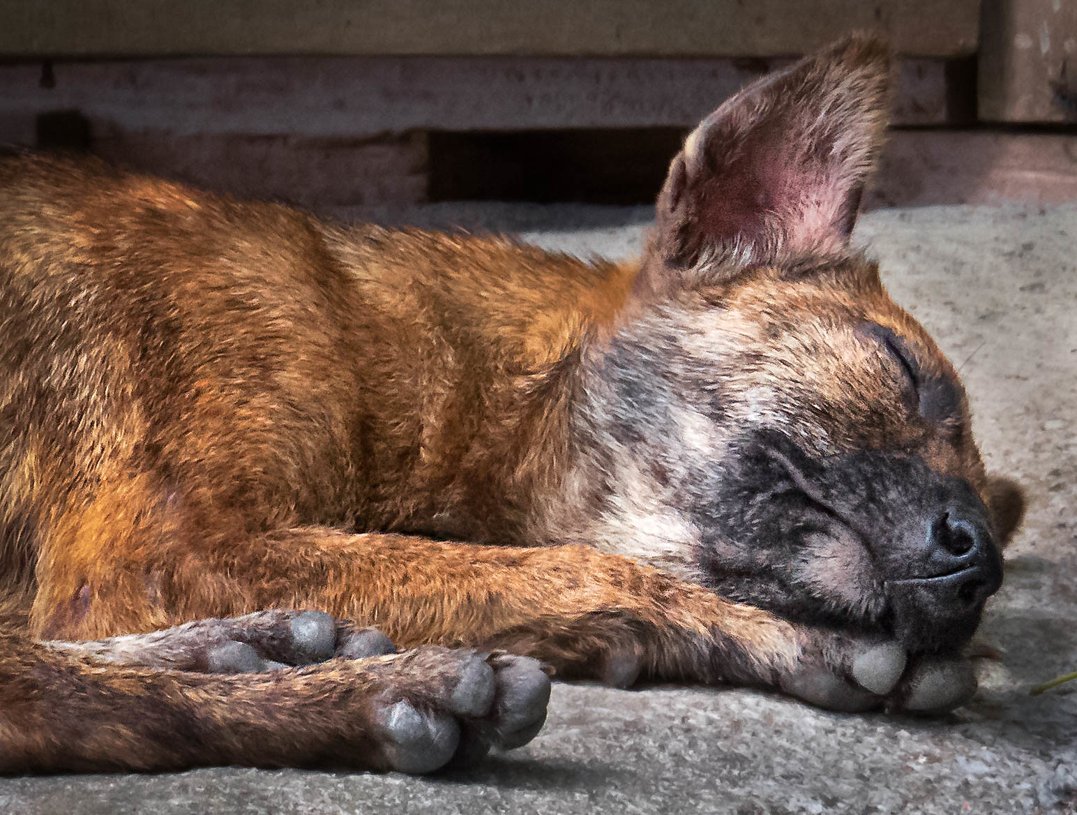 Cachorro abandonado no Setor Bueno (Vídeo: Divulgação)