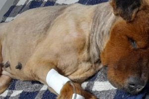 Cadela é encontrada debaixo de saco cheio de cimento em Luziânia