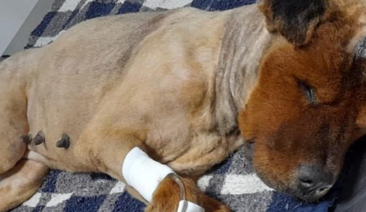 Cadela é encontrada debaixo de saco cheio de cimento em Luziânia