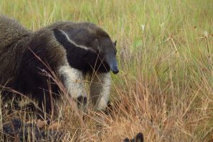 Tamanduá - Imagem ilustrativa (Foto: Pixabay)