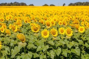 Plantação de girassóis em Goiás (Foto: Governo do Estado)
