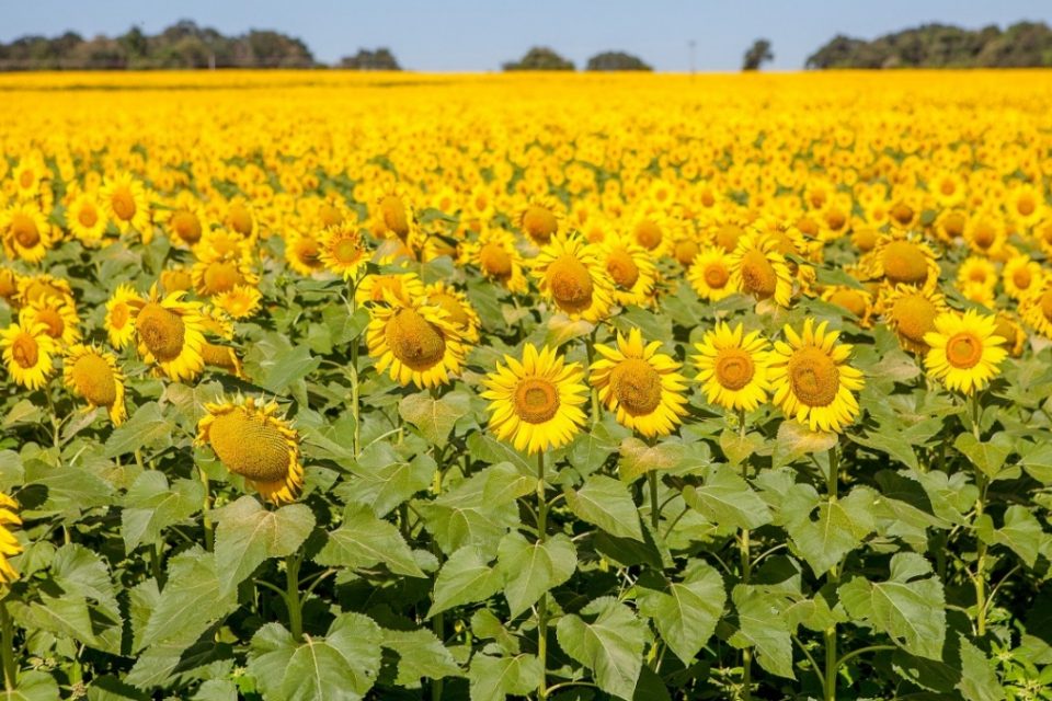 Plantação de girassóis em Goiás (Foto: Governo do Estado)