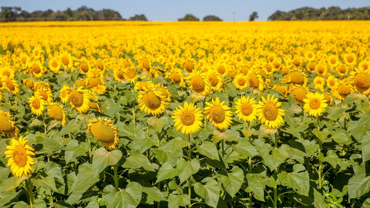 Plantação de girassóis em Goiás (Foto: Governo do Estado)