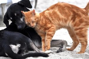 Projeto prevê controle de natalidade de animais em Goiânia