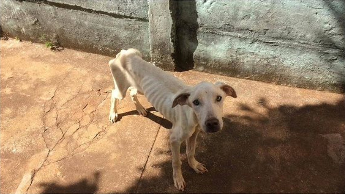Sem comer por dias, cão é resgatado de situação de maus-tratos, em Morrinhos