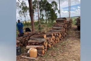 Polícia encontra 11 pessoas trabalhando em regime análogo à escravidão em Abadiânia
