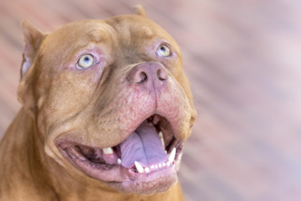 Criança de 2 anos morre e outra, de 7, fica ferida após ataque de pitbull (Foto ilustrativa: Freepik)