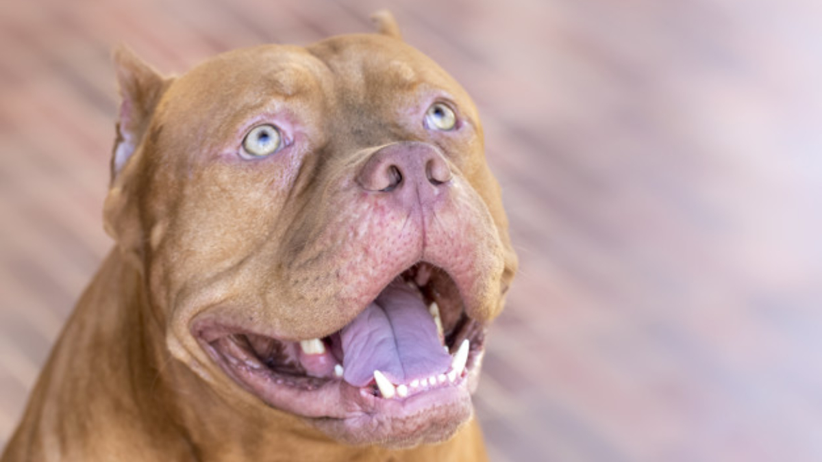 Criança de 2 anos morre e outra, de 7, fica ferida após ataque de pitbull (Foto ilustrativa: Freepik)