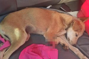 Mais um caso de maus-tratos contra animais é registrado em Luziânia