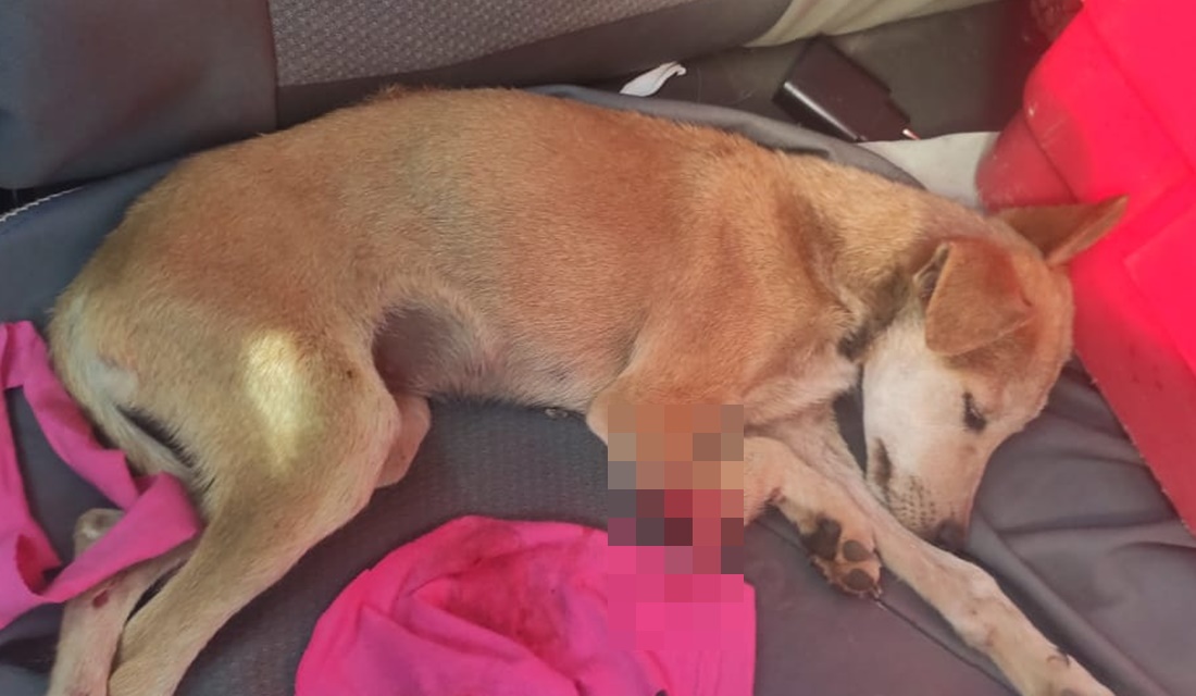 Mais um caso de maus-tratos contra animais é registrado em Luziânia